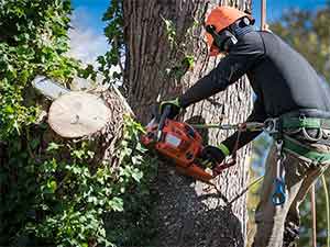Tree Cutting troy's Tree Service